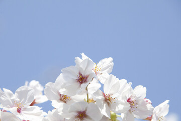 さくらの花と青空