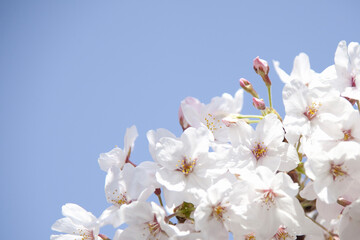 さくらの花と青空