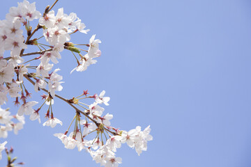 さくらの花と青空
