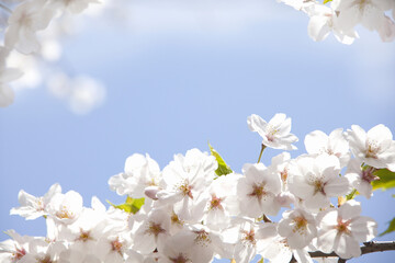 さくらの花と青空