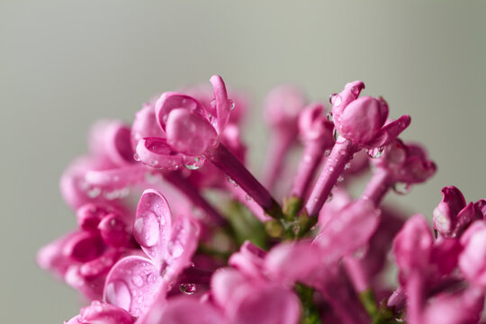 Lilac flower