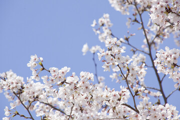 さくらの花と青空