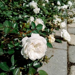rose