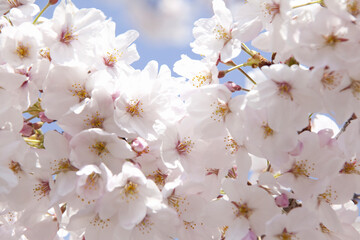 さくらの花のアップ