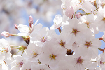 さくらの花のアップ