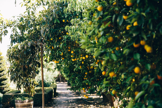Rows of Orange Trees