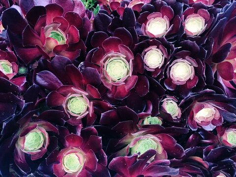 Beautiful Purple Succulents