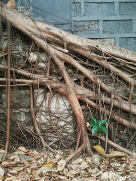 Nature always finds a way.