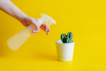 a woman's hand presses the sprayer for indoor flowers, watering green cactus in a white pot on a yellow background. horizontal, front view