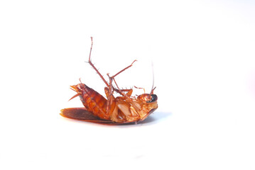 A cockroach isolation on white background