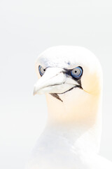 One wild bird in the wild, Northern Gannet on the island of Helgoland on the North Sea in Germany. In high-key