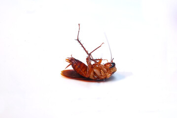 A cockroach isolation on white background