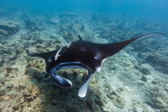 scuba diving with manta ray