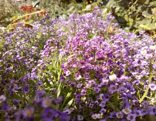 Obraz premium flower