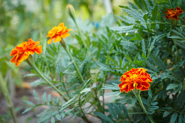 Tagetes with blurred same flowers in the background.