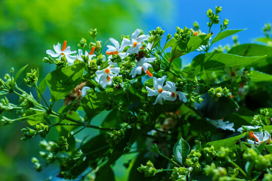 selective focus of Night-flowering jasmine,Indian name is sheuli flower.