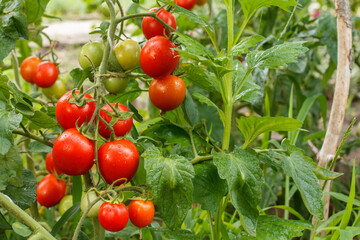 Ripe red tomatoes growing on bush in the garden.