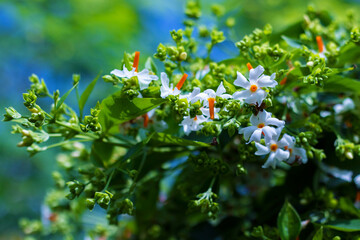 selective focus of Night-flowering jasmine,Indian name is sheuli flower.