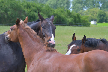 Friends. Two warmblood horses, grooming each other.