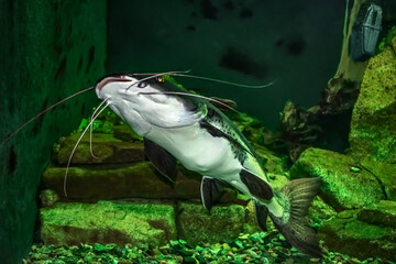 Bottom view of a mustachioed freshwater Redtail catfish swimming in a tank. White belly of spotted Phractocephalus hemioliopterus in Exposition Aquarium Complex of Freshwater Fauna of DNU (Ukraine)
