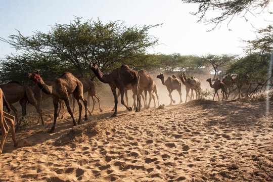 Camels running in Rajasthan Desert,India