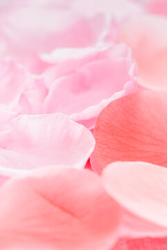 Pink rose petals macro
