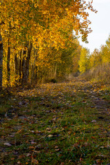 Trail along the ditch at the edge of the forest.