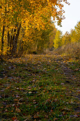Trail along the ditch at the edge of the forest.