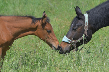 Fototapeta na wymiar Portrait of a cute bay warmblood filly and a dark bay mare, sniffing at each other.