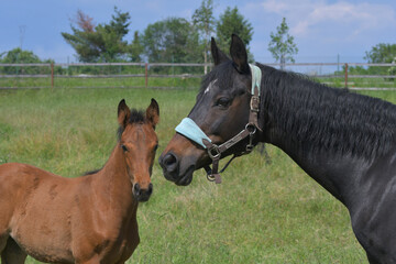 Portrait of a cute bay warmblood filly and a dark bay mare.