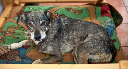 closeup shot of a cute grey dog lying on a couch