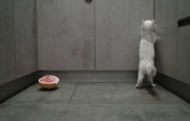 Fototapeta na wymiar cat on the floor with grapefruit