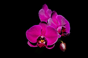 Fototapeta na wymiar Isolated photo of Pink orchids in bloom