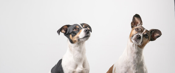 Two brown, black and white Jack Russell Terrier heads, copy space, banner or social media