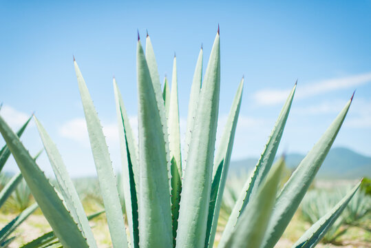 Agave Tips