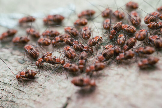 psocid insect