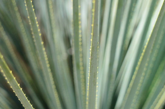 Agave citrica leaves closeup