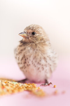 Detail of this cute Serin