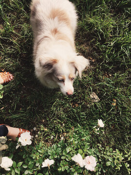 Mini-Aussie Dog in Long Grass