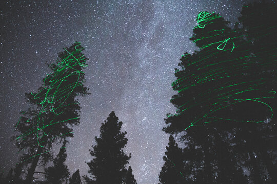 Green neon laser painted on trees at night.