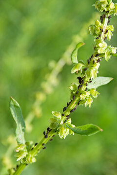 Plague of aphids on a plant