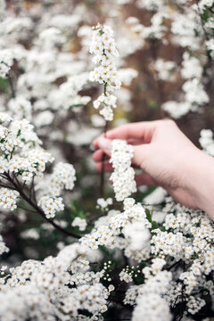 White Spirea Thunbergii