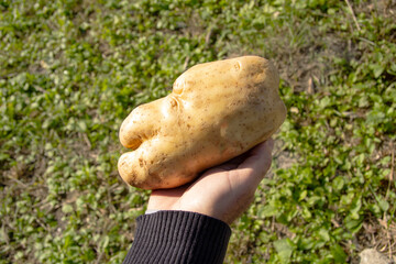 In the man's hand is a very large potato of interesting shape. Unusual shape and size. Harvesting