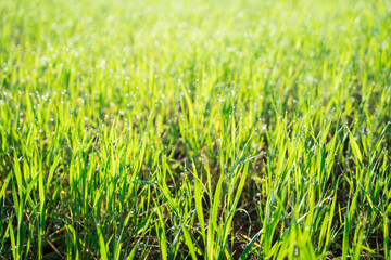 fresh green grass with water drops close-up