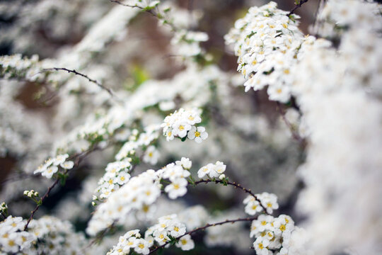 Spiraea