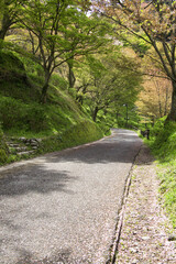 Fototapeta premium 吉野山の新緑