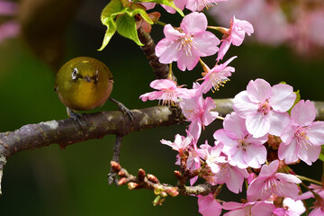 メジロと河津桜