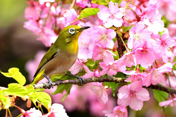 メジロと河津桜