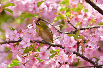 自然と鳥