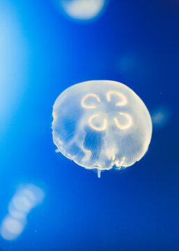 jellyfish